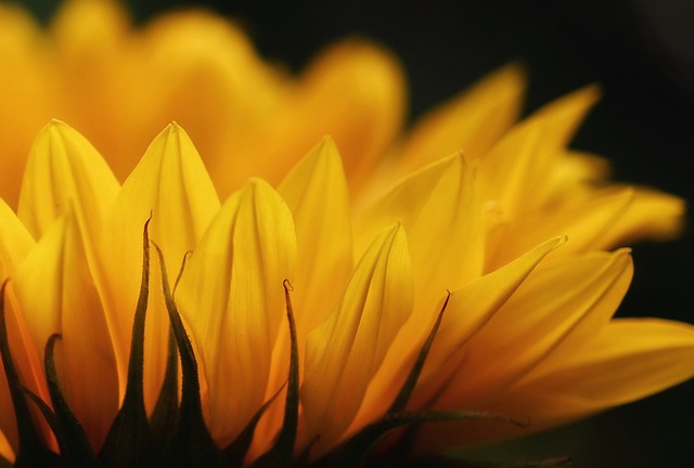 sunflower-ge35cf01ec_640